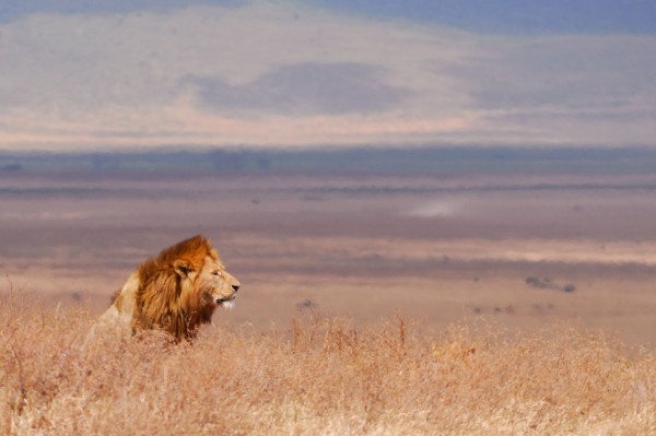 Ngorongoro